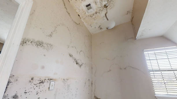 Best Dehumidification Services  in Wenonah, NJ