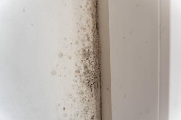Best Comprehensive Air Testing for Mold Contaminants  in Wenonah, NJ